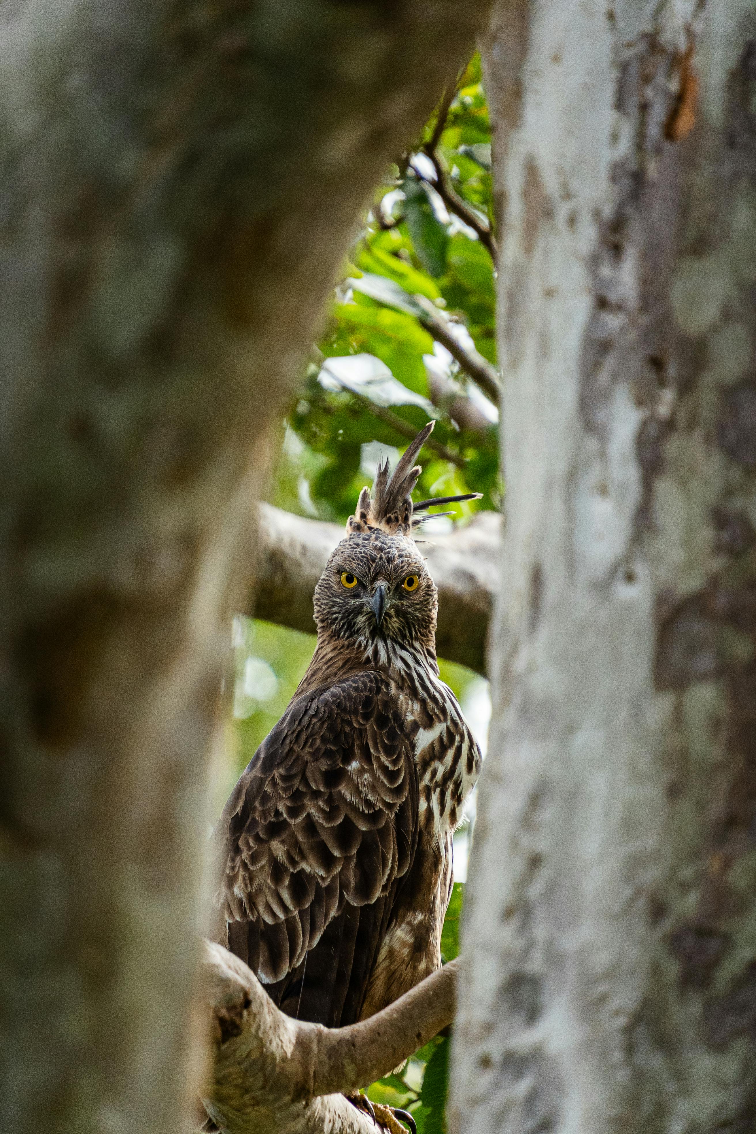 Sri Lanka Wildlife Safari
