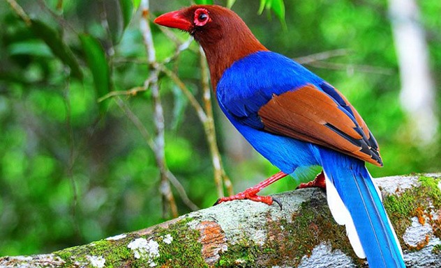 Bird Watching in Sinharaja Forest