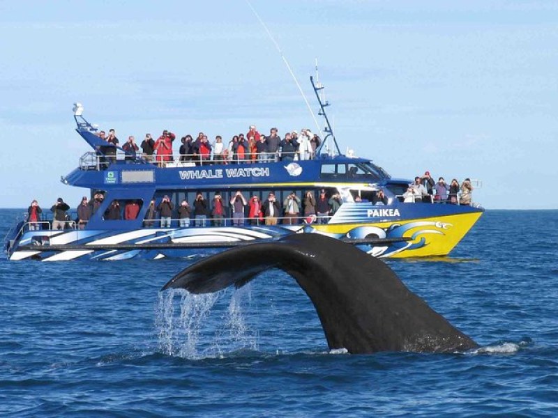 Whale Watching in Mirissa
